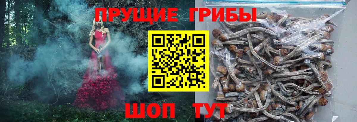 Псилоцибиновые грибы Cubensis Ревда